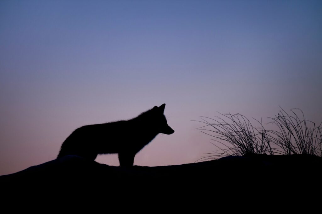 ray hennessy 9rloii qmmw unsplash